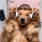 a dog laying in a bed with headphones on